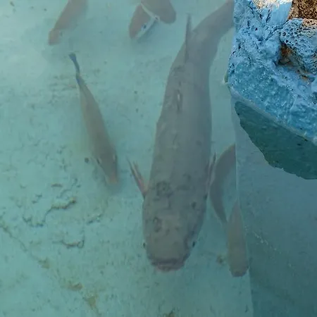 ホテル Alba-gert 3*