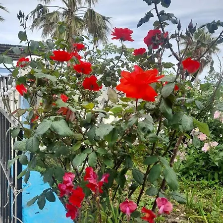 Alba-gert 3* 오리쿰